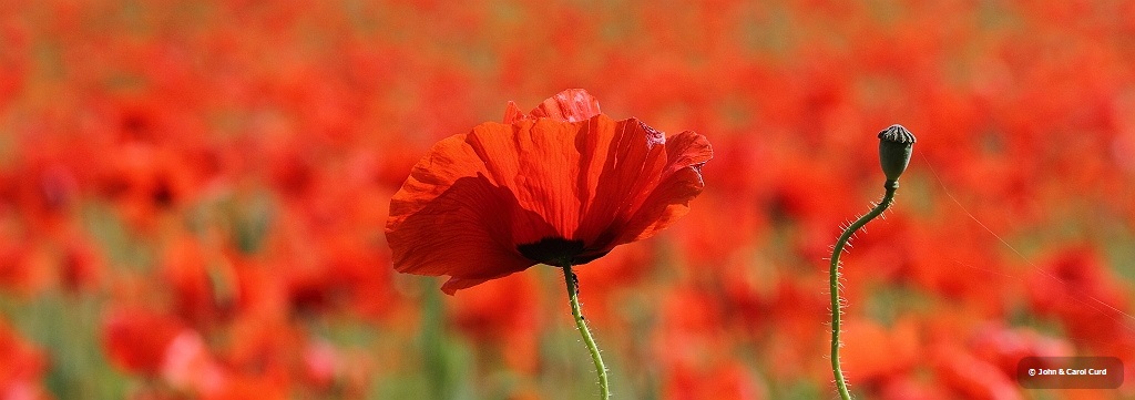 IMG_0296 Poppy field.JPG